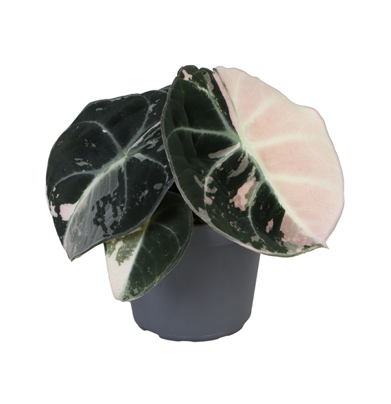 Alokazija Black Velvet Pink Albo Variegated F00000867