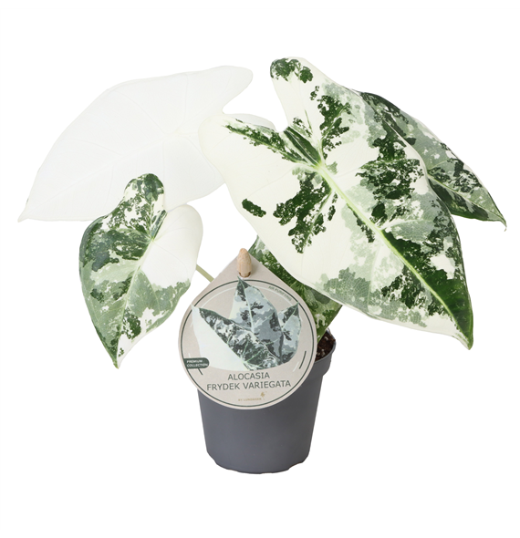 Alokazija Frydek Variegata F00004139