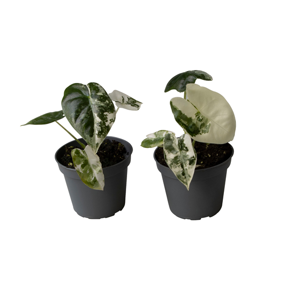 Alokazija Frydek Variegata F00000878