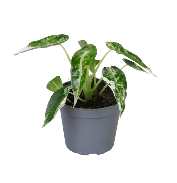 Alokazija Green Bambino Variegated F00000870