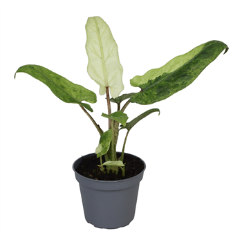 Alokazija Lauterbachiana Variegata F00000868