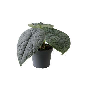 Alokazija Melo F00001919