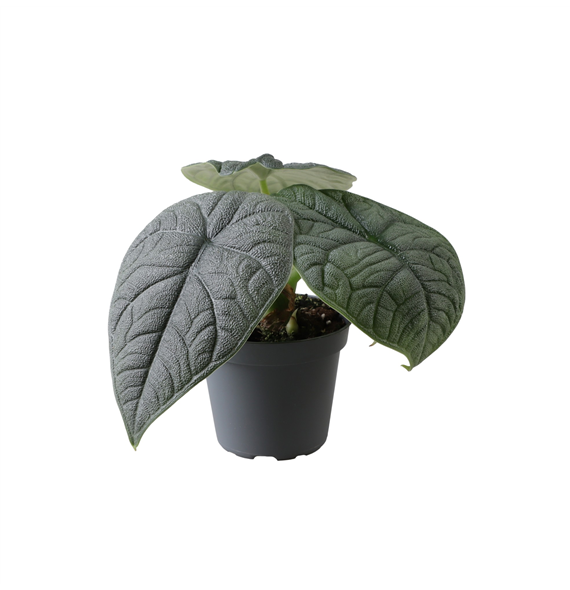 Alokazija Melo F00001919
