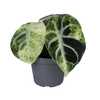 Alokazija Ninja Variegata F00004983