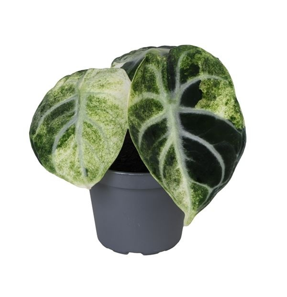 Alokazija Ninja Variegata F00004983
