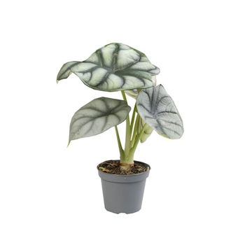 Alokazija Silver Dragon F00004986