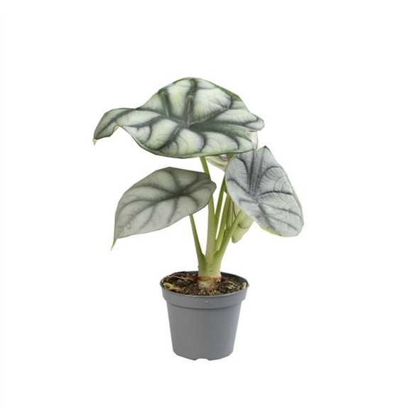 Alokazija Silver Dragon F00004986