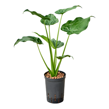 Alokazija cucullata 1ALCUBU08