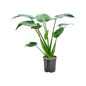 Alokazija cucullata 1ALCUBU09