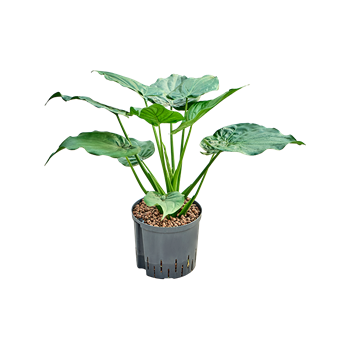 Alokazija cucullata 1ALCUBU10