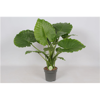 Alokazija gageana F00001222