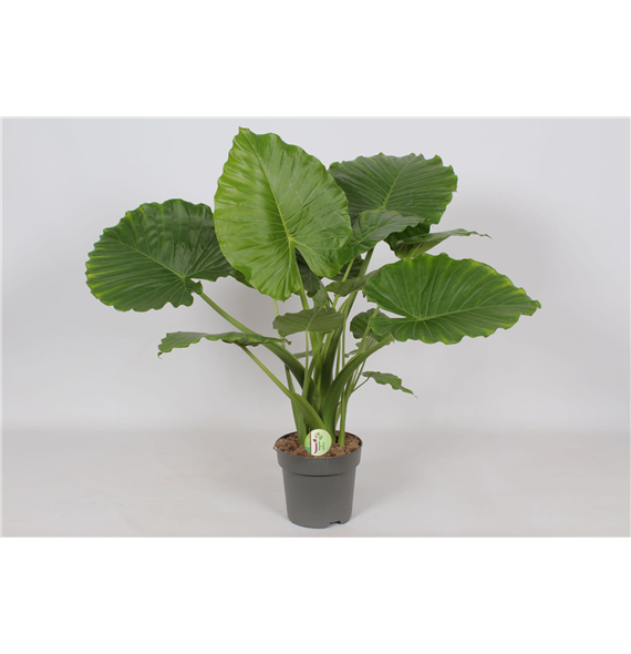 Alokazija gageana F00001222
