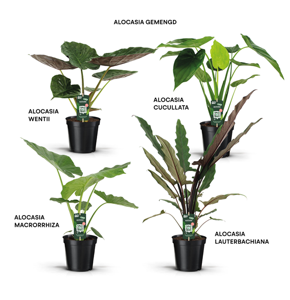 Alokazija mix F00004720