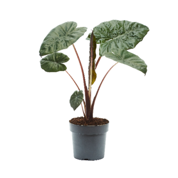 Alokazija sarawakensis 'Yucatan Princess' F00004479