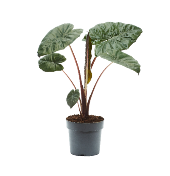 Alokazija sarawakensis 'Yucatan Princess' F00004479