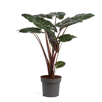 Alokazija sarawakensis 'Yucatan Princess' F00004480