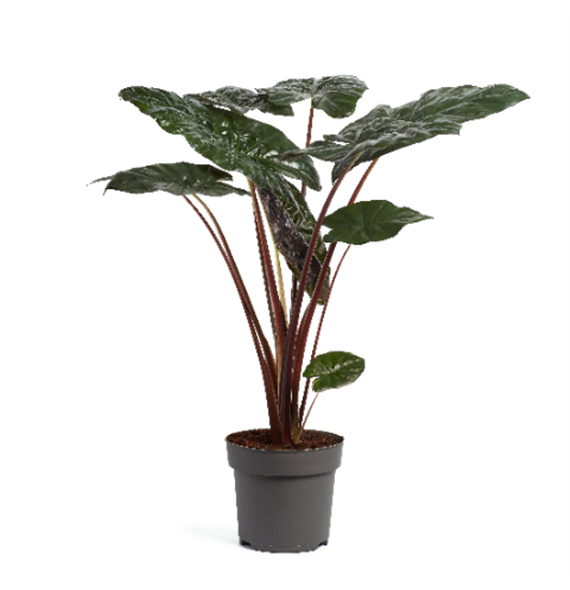Alokazija sarawakensis 'Yucatan Princess' F00004480