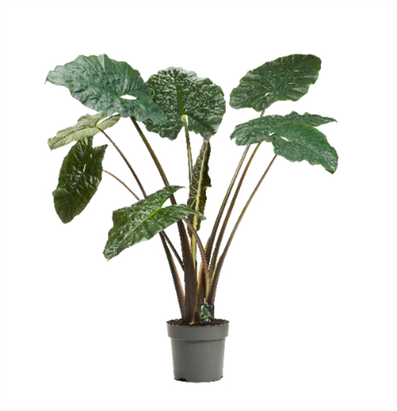 Alokazija sarawakensis 'Yucatan Princess' F00004499