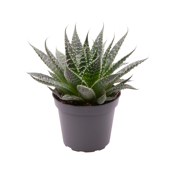 Aloe Aristata F00000876