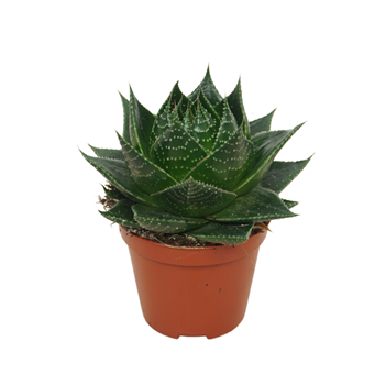 Aloe aristata 'Cosmo' F00004609