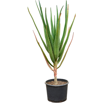 Aloe bainesii (barberae) 5ALBASV02