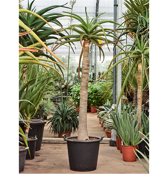 Aloe bainesii (barberae) 5ALBASV03