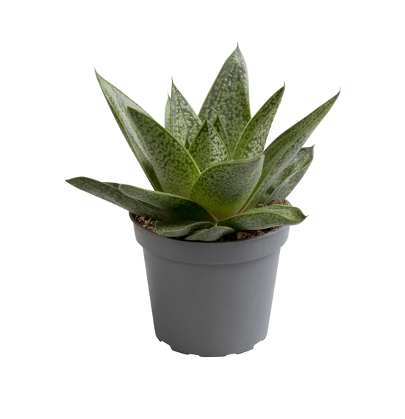 Aloe dichotoma Tiga F00000880