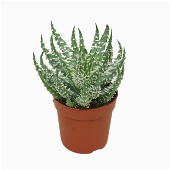 Aloe humilis F00001836