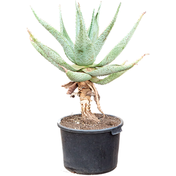 Aloe marlothii 5ALMARS15