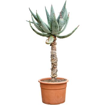 Aloe marlothii (180-200) 5ALMARS60