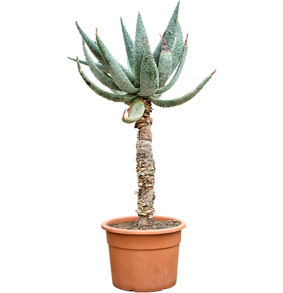 Aloe marlothii (180-200) 5ALMARS60