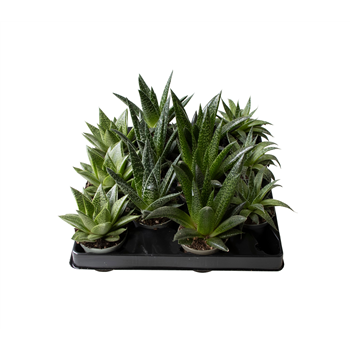 Aloe mix F00001985