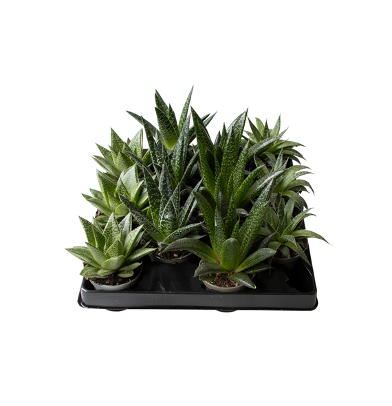 Aloe mix F00001985