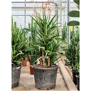 Aloe red safari (180-210) 5ALRSKK10