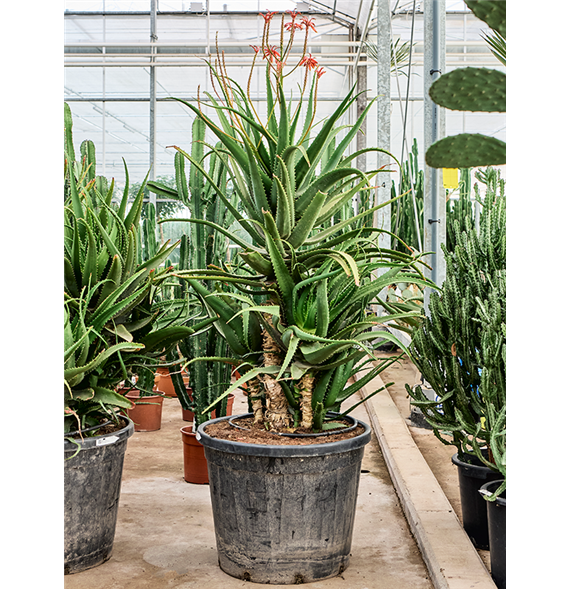 Aloe red safari (180-210) 5ALRSKK10