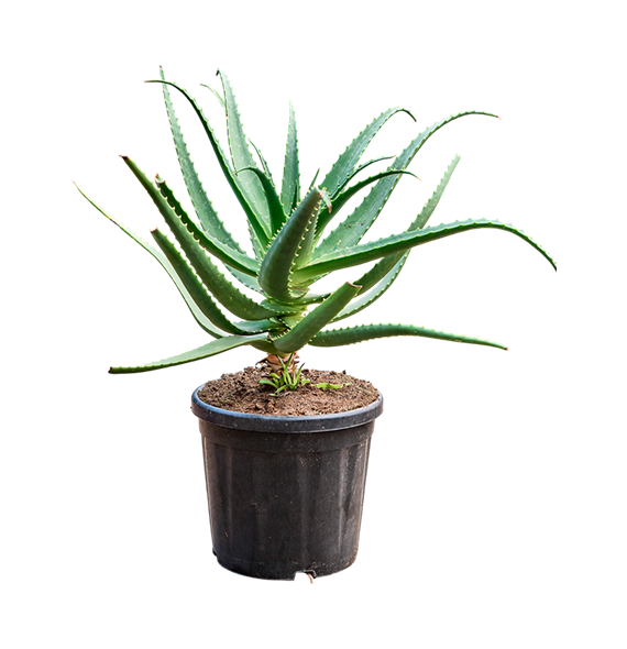 Aloe red safari (70-100) 5ALRSKK20