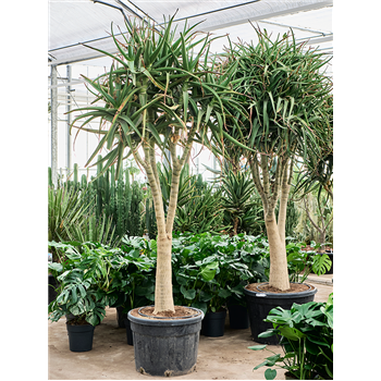 Aloe tongaensis 'Medusa' (320-360) 5ALTMKK10