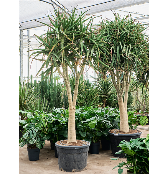 Aloe tongaensis 'Medusa' (320-360) 5ALTMKK10