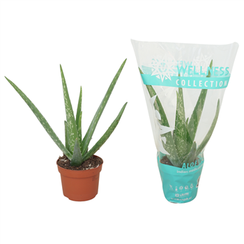 Aloe vera F00001307