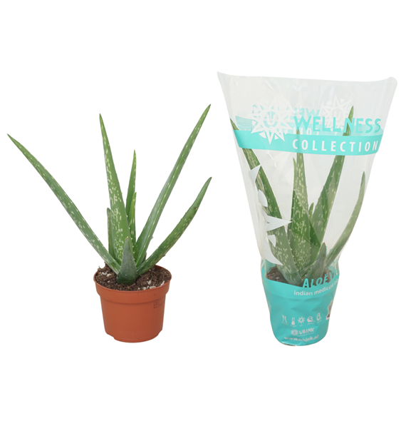 Aloe vera F00001307