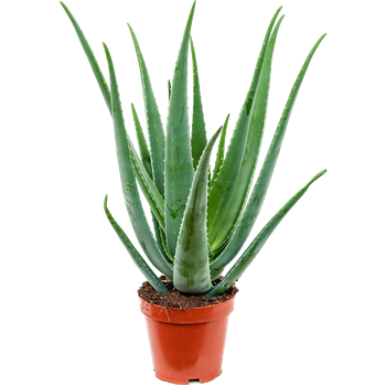 Aloe vera barbadensis 5ALVBKK19