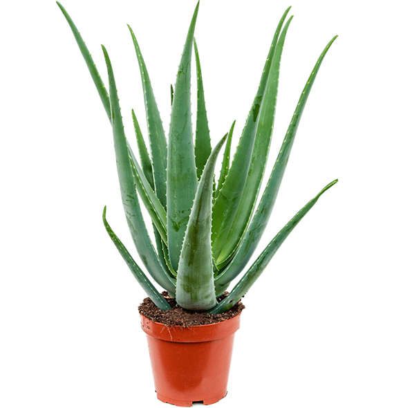 Aloe vera barbadensis 5ALVBKK19