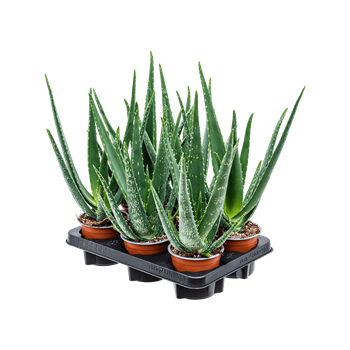 Aloe vera barbadensis 6/tray 5ALVBKK12