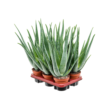 Aloe vera barbadensis 6/tray 5ALVBKK14