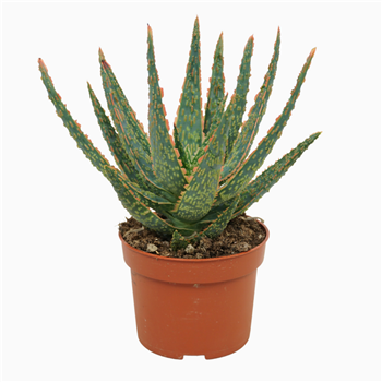 Aloë zebrina `Dannyz` F00001303
