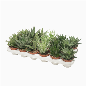 Aloë/Haworthia mix F00002117
