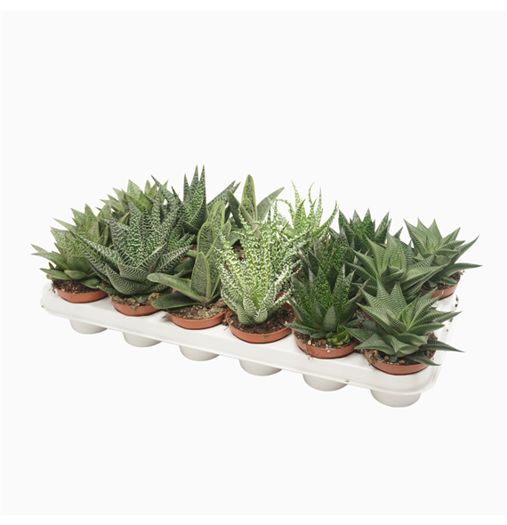 Aloë/Haworthia mix F00002117