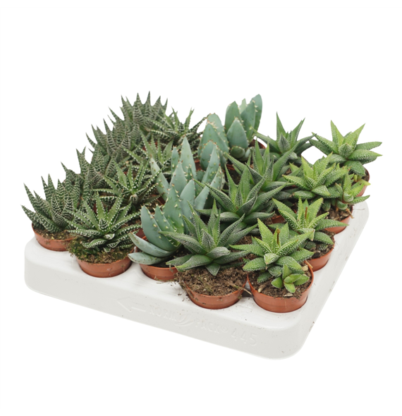 Aloë/Haworthia mix F00002116