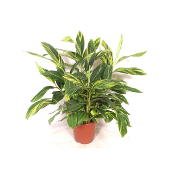 Alpinia zerumbet 'Variegata' F00006427
