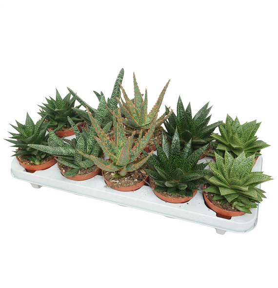 Aloë/Haworthia mix F00002692